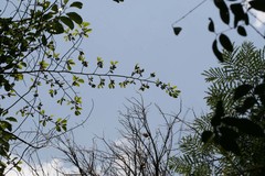 Broussonetia luzonica